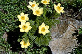 Anemone alpino (Pulsatilla alpina)